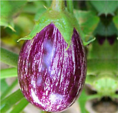 HY BRINJAL KANAKA